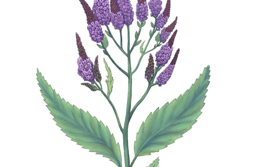 Blue Vervain