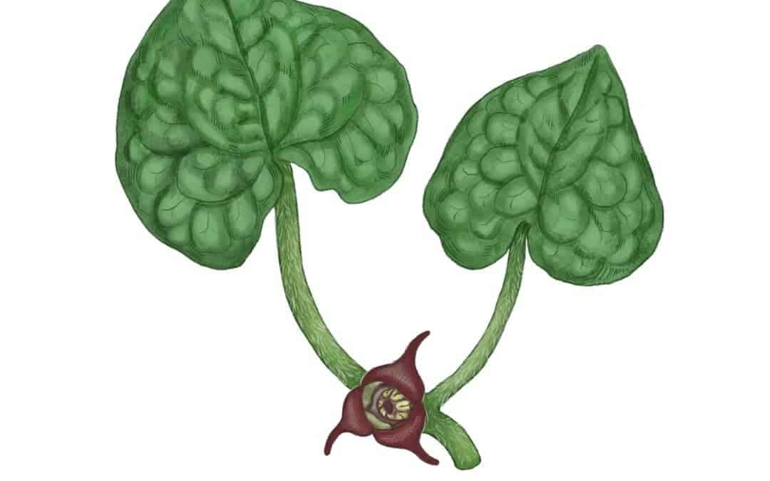 Canada Wild Ginger