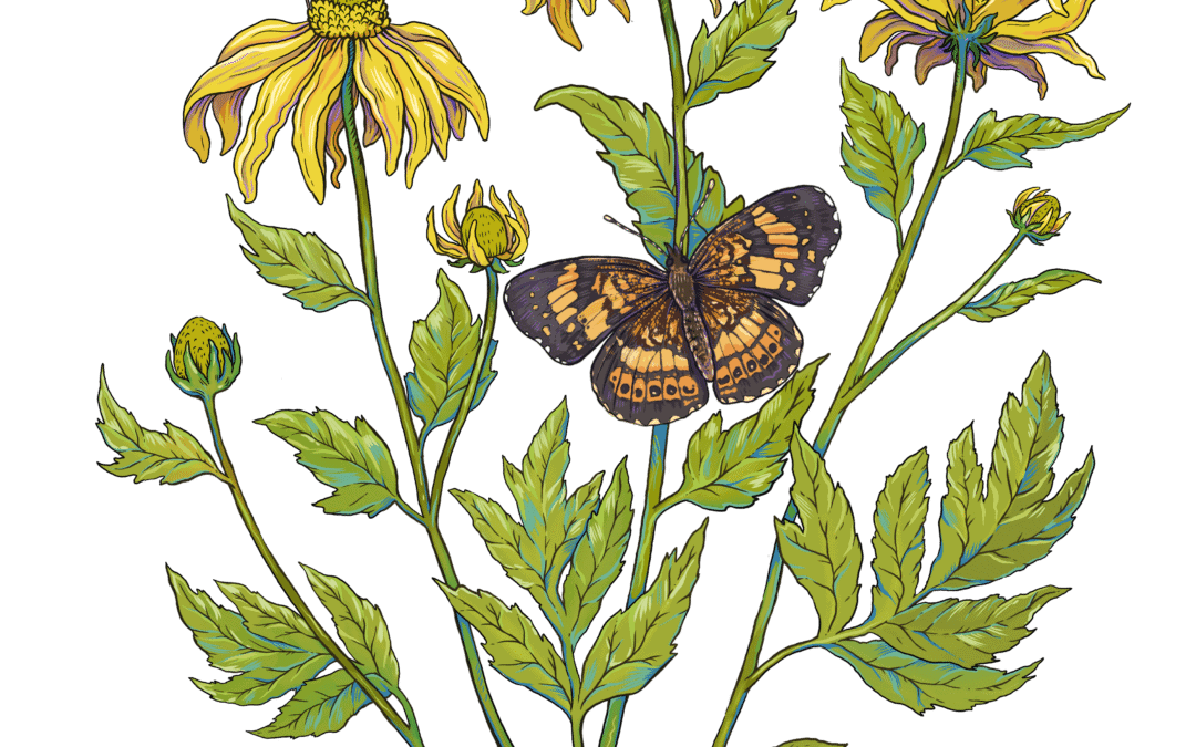 Cutleaf Coneflower