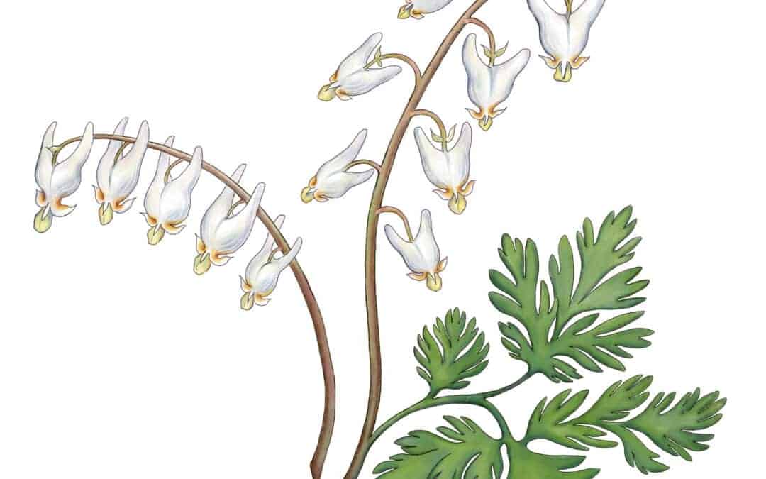 Dutchman’s Breeches