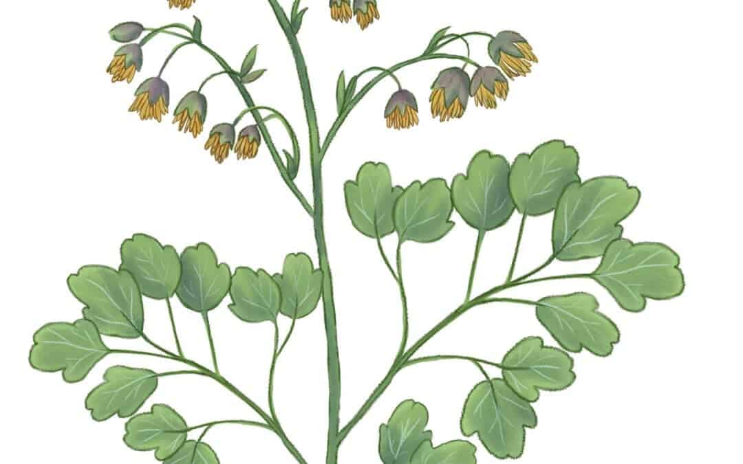 Early Meadow Rue