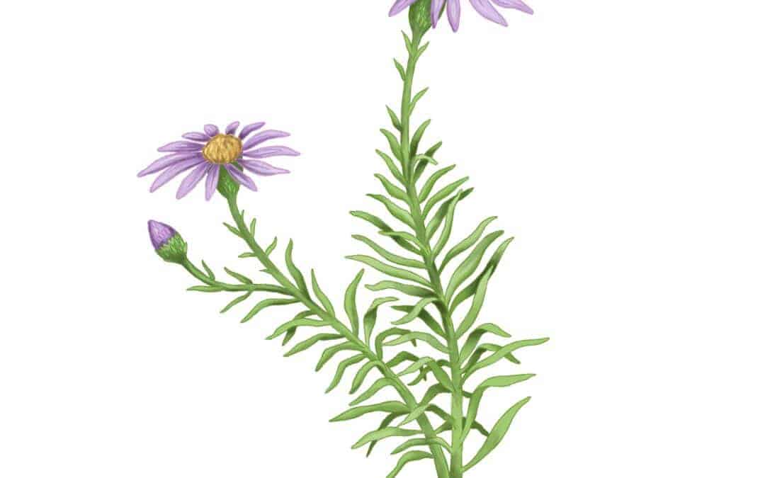 Flax-leaved Stiff-aster