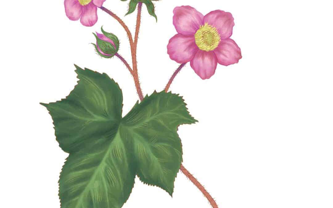 Flowering Raspberry