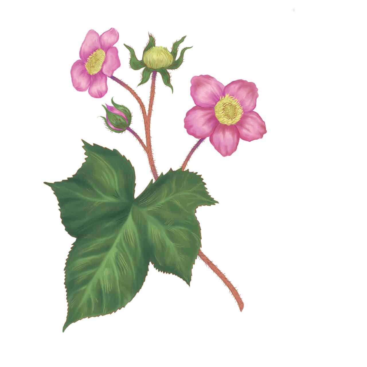 Flowering Raspberry - Maine Native Plants