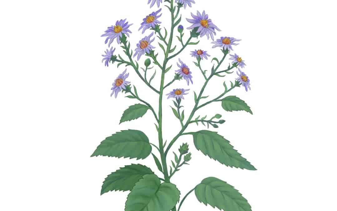 Heart-leaved Aster