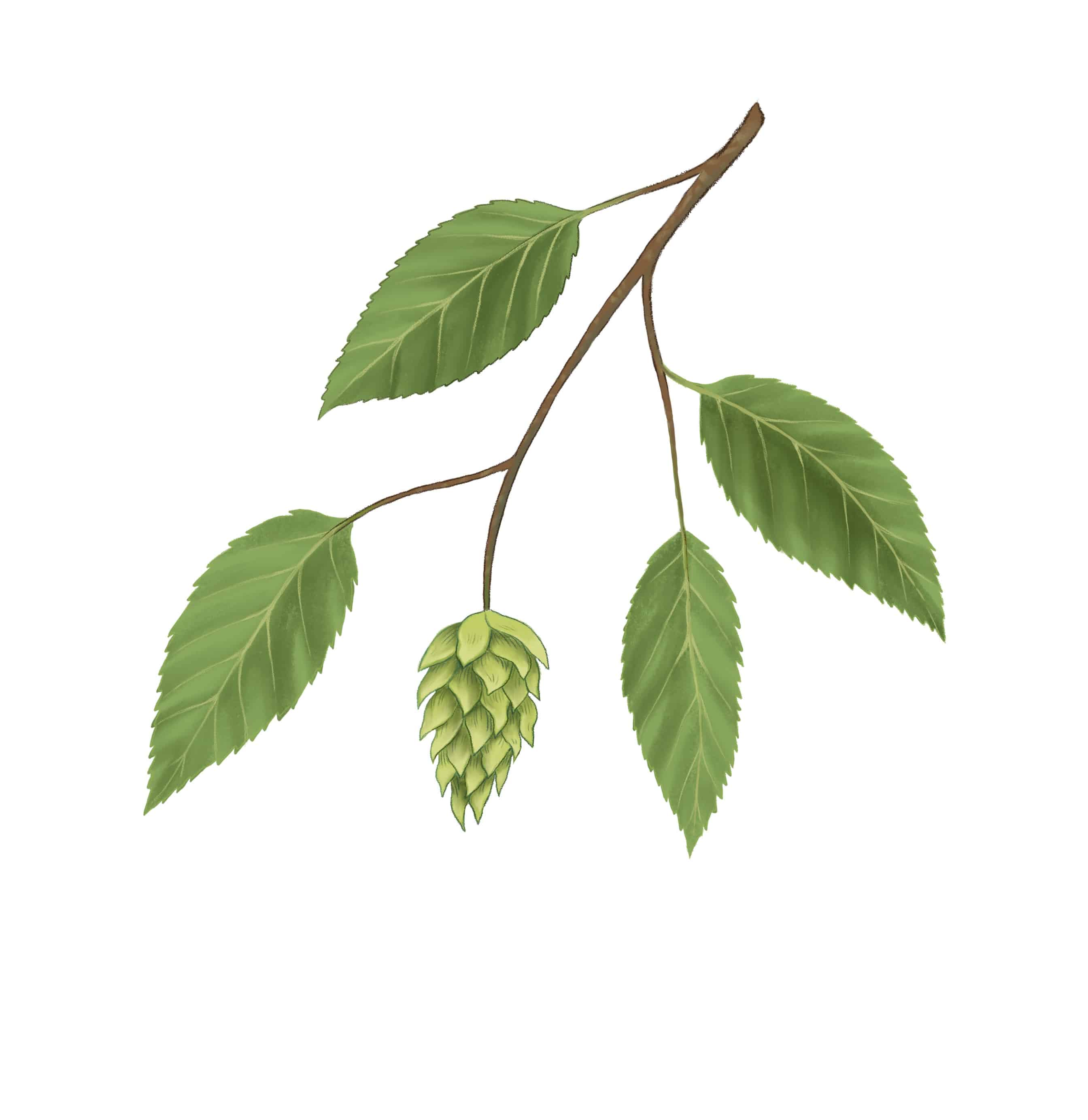 Hop Hornbeam