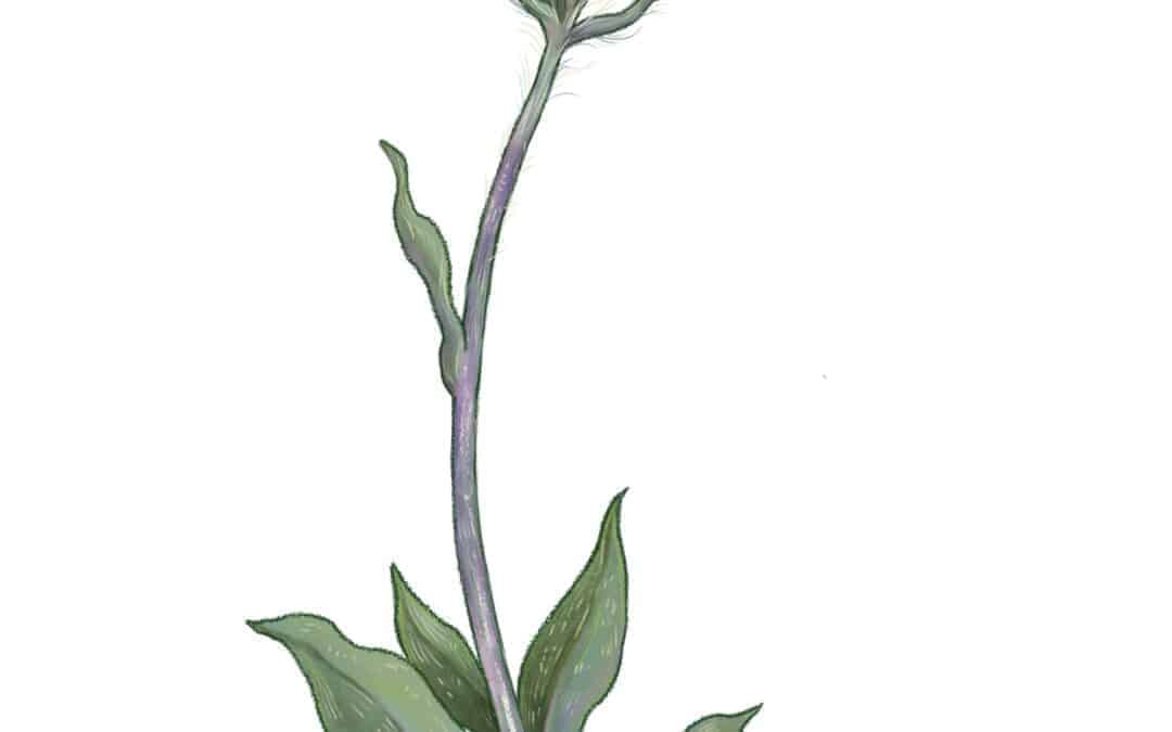Plantain-Leaved Pussytoes
