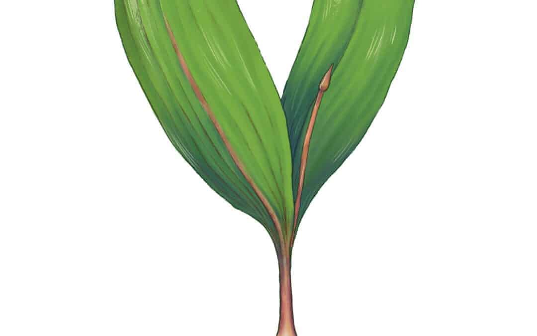Wild Leek