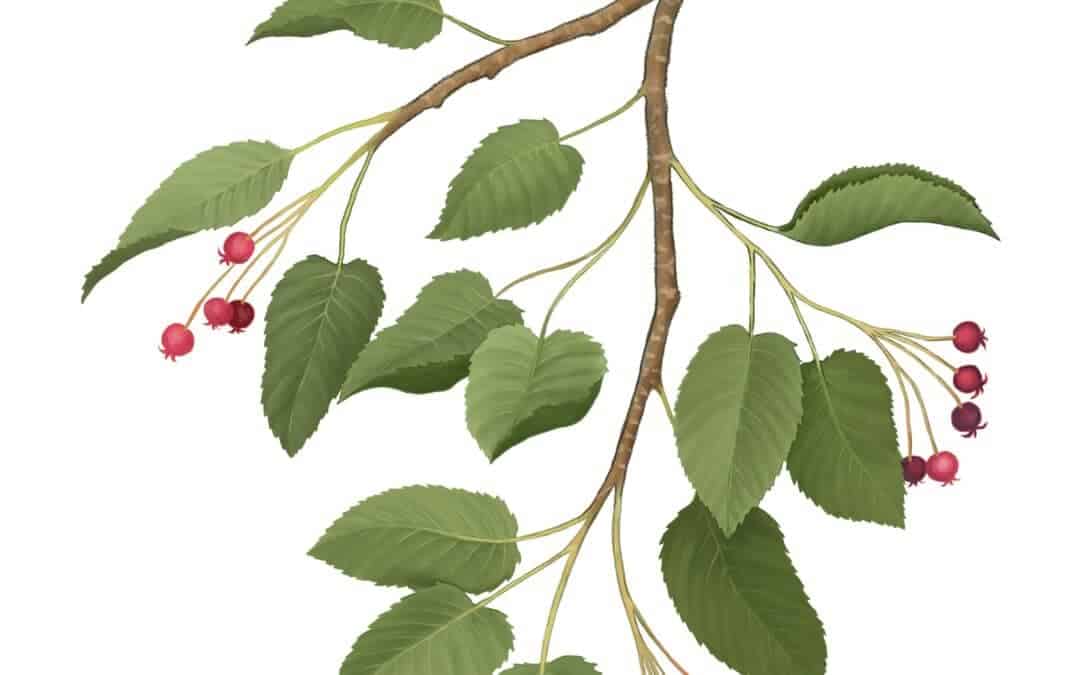 Smooth Serviceberry