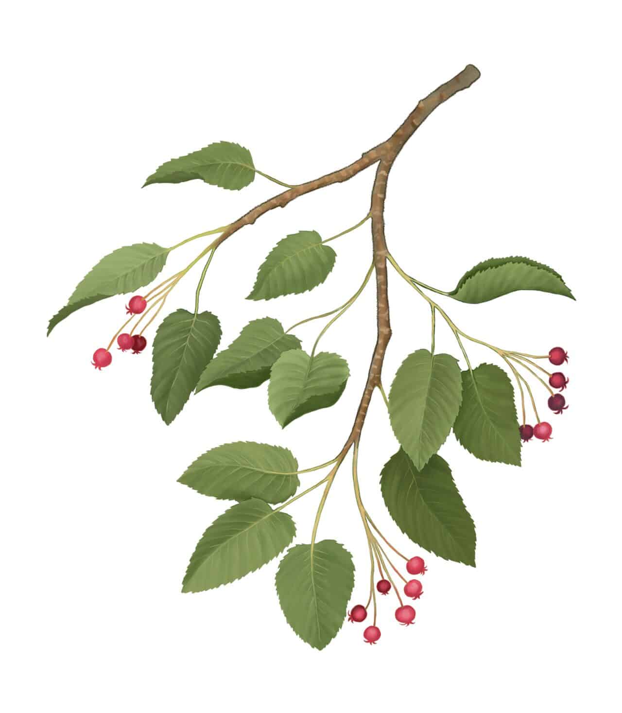 smooth-serviceberry-maine-native-plants