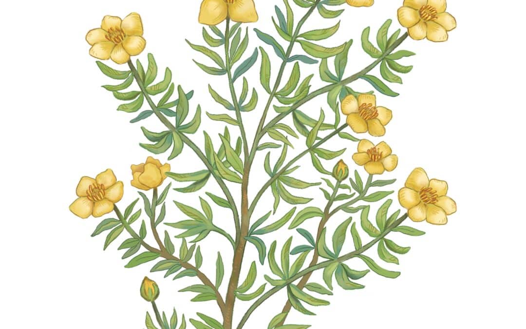 Shrubby Cinquefoil