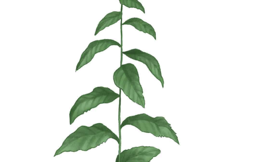 Silverrod