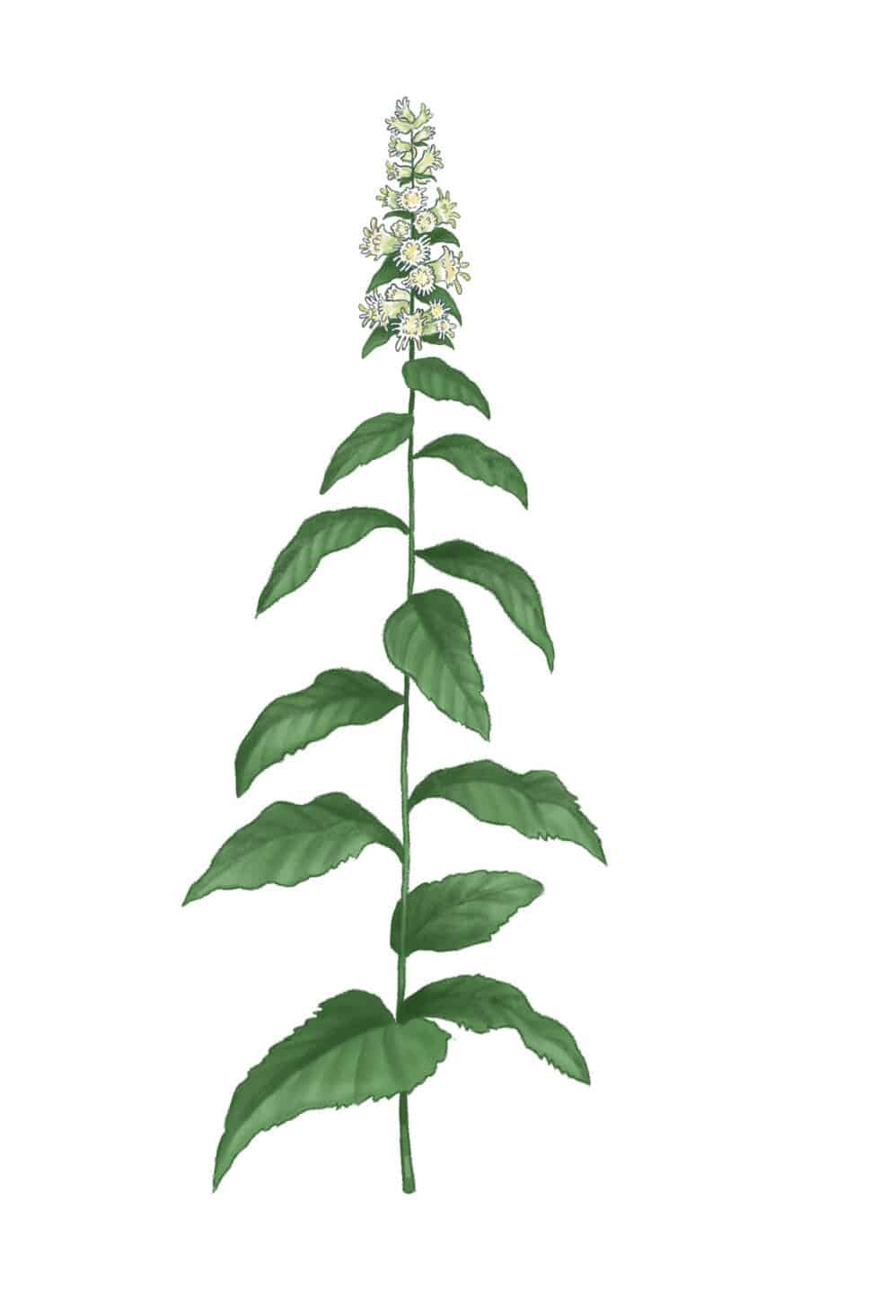 Silverrod Maine Native Plants