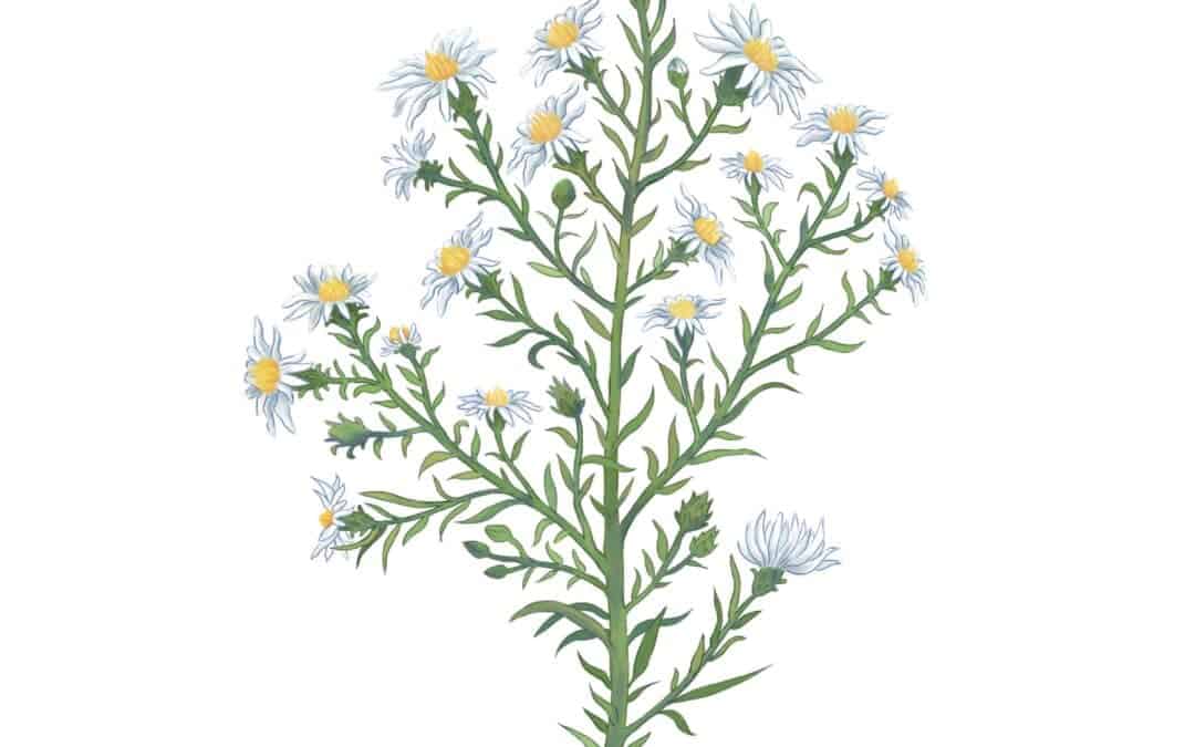 White Heath Aster