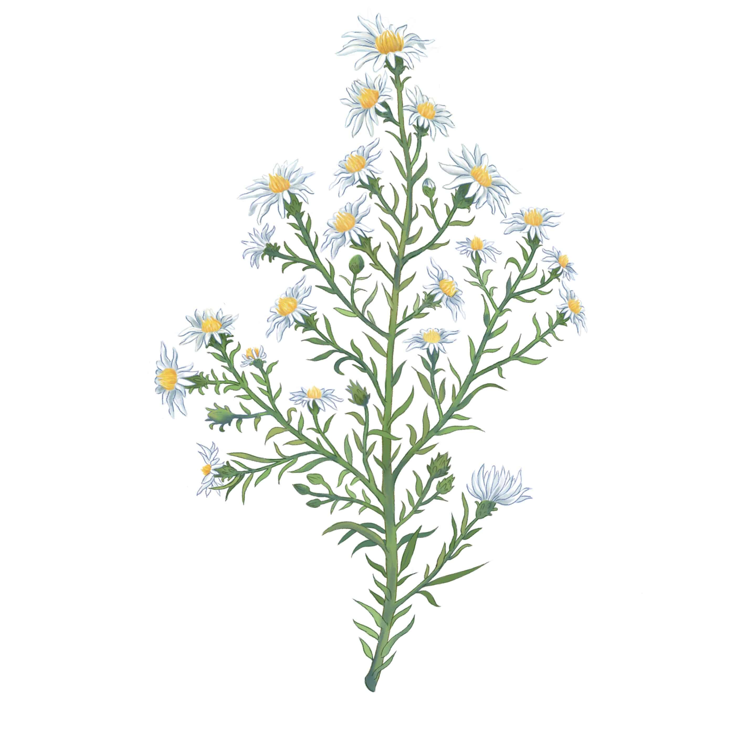 White Heath Aster, Symphyotrichum cordifolium