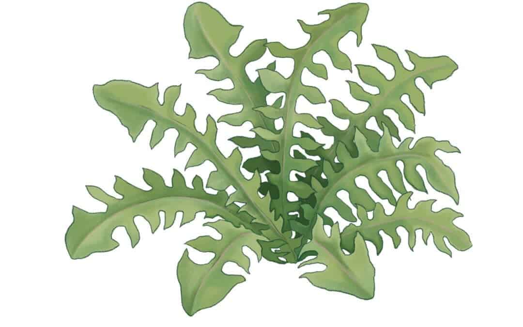 Wild Lettuce