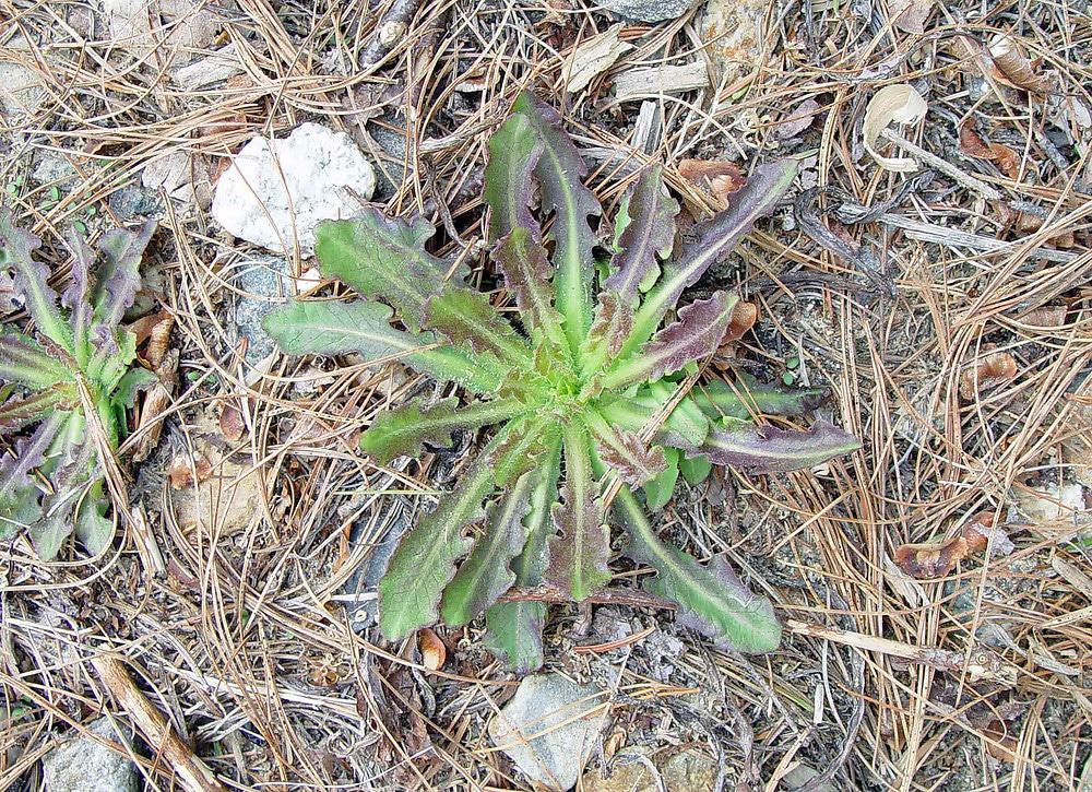 Lactuca canadensis, Wild Lettuce
