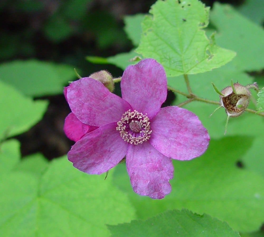Rubus odoratus, Flowering Raspberry