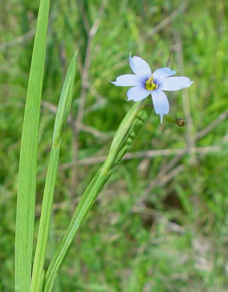 Sisyrinchium angustifolium, Blue-eyed Grass