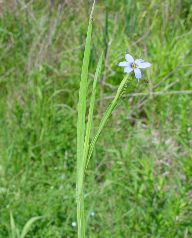 Sisyrinchium angustifolium, Blue-eyed Grass