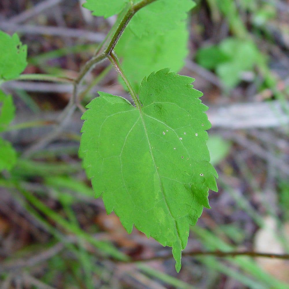 Symphyotrichum cordifolium, Blue Wood Aster