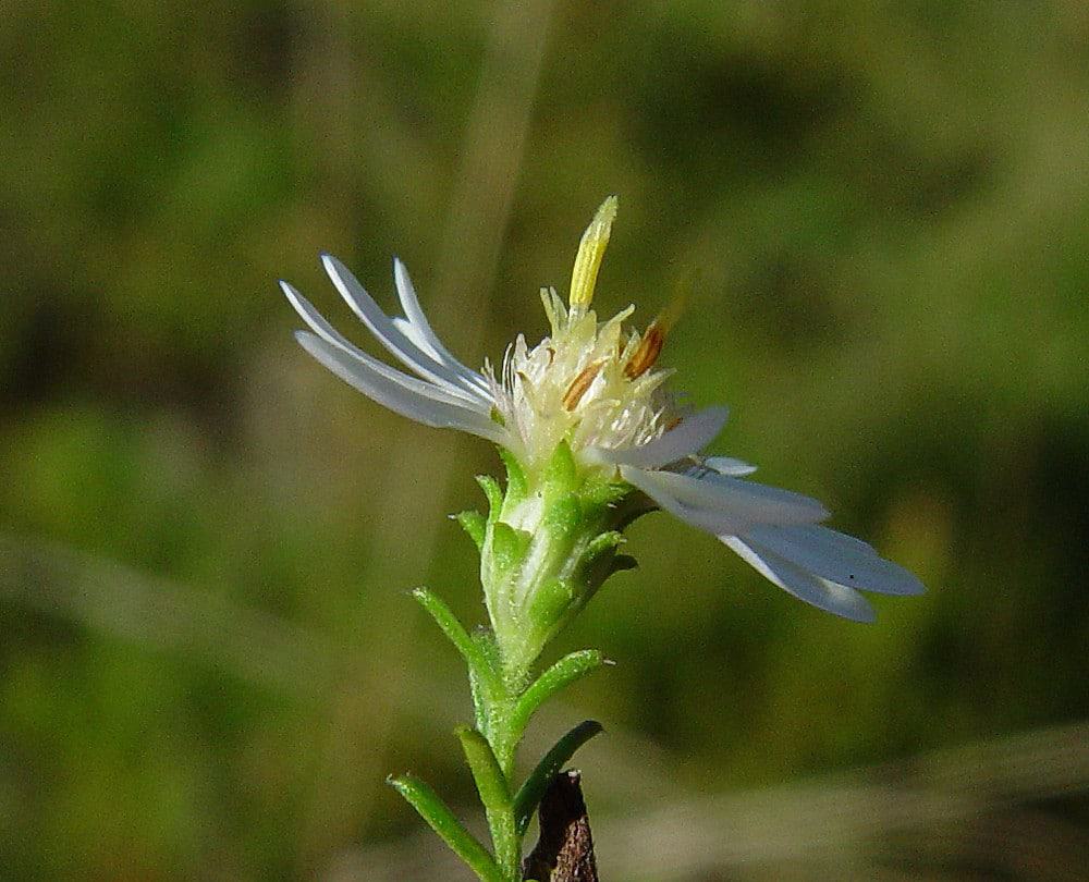 Symphyotrichum ericoides, White Heath Aster