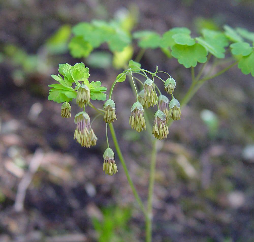 Thalictrum dioicum, Early Meadow Rue