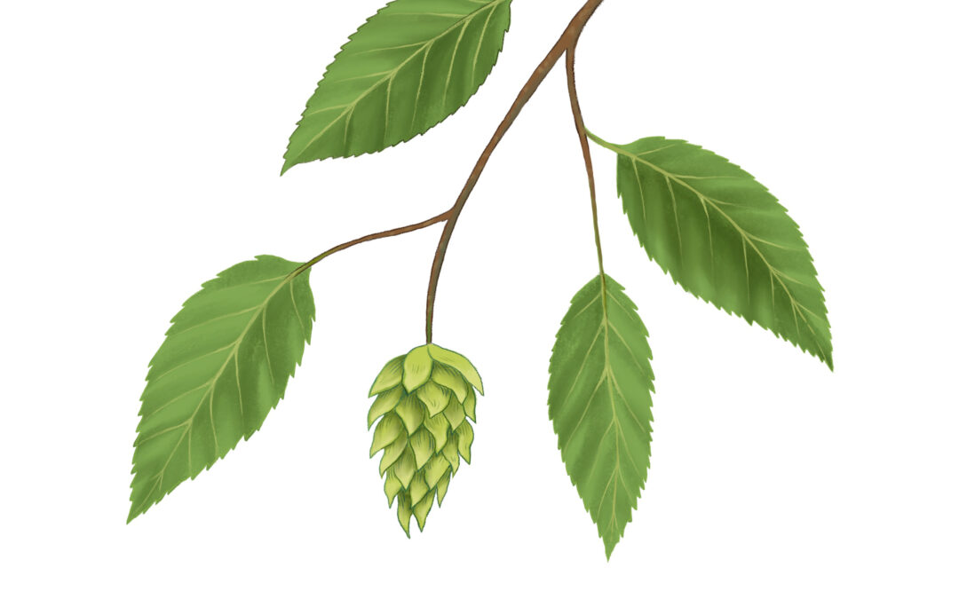 Hop-hornbeam