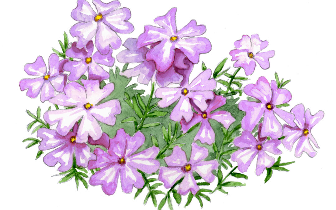 Moss Phlox