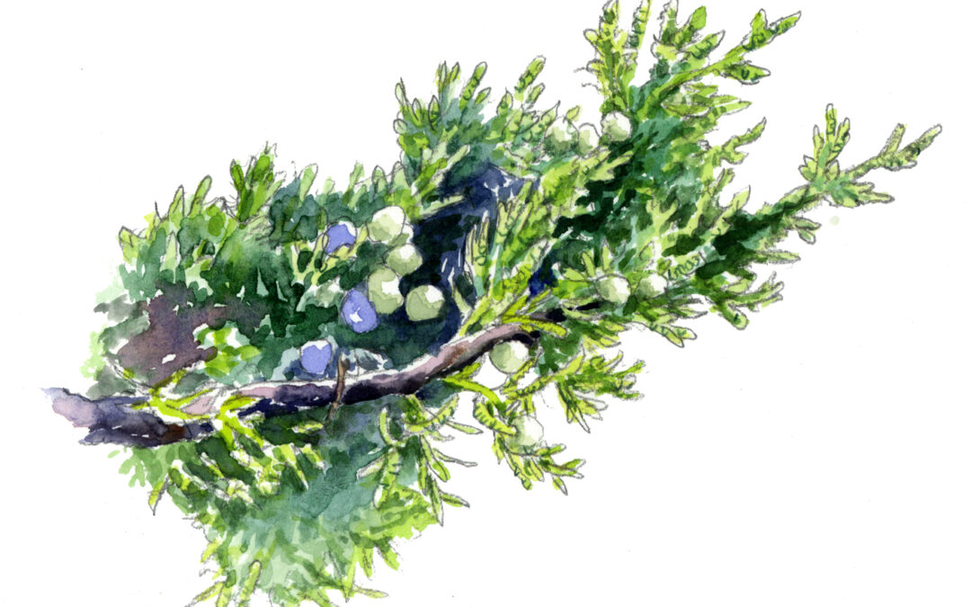 Eastern Red Cedar