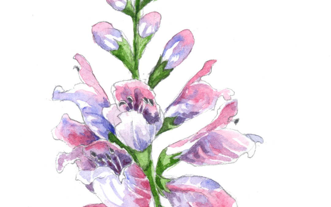 Obedient Plant