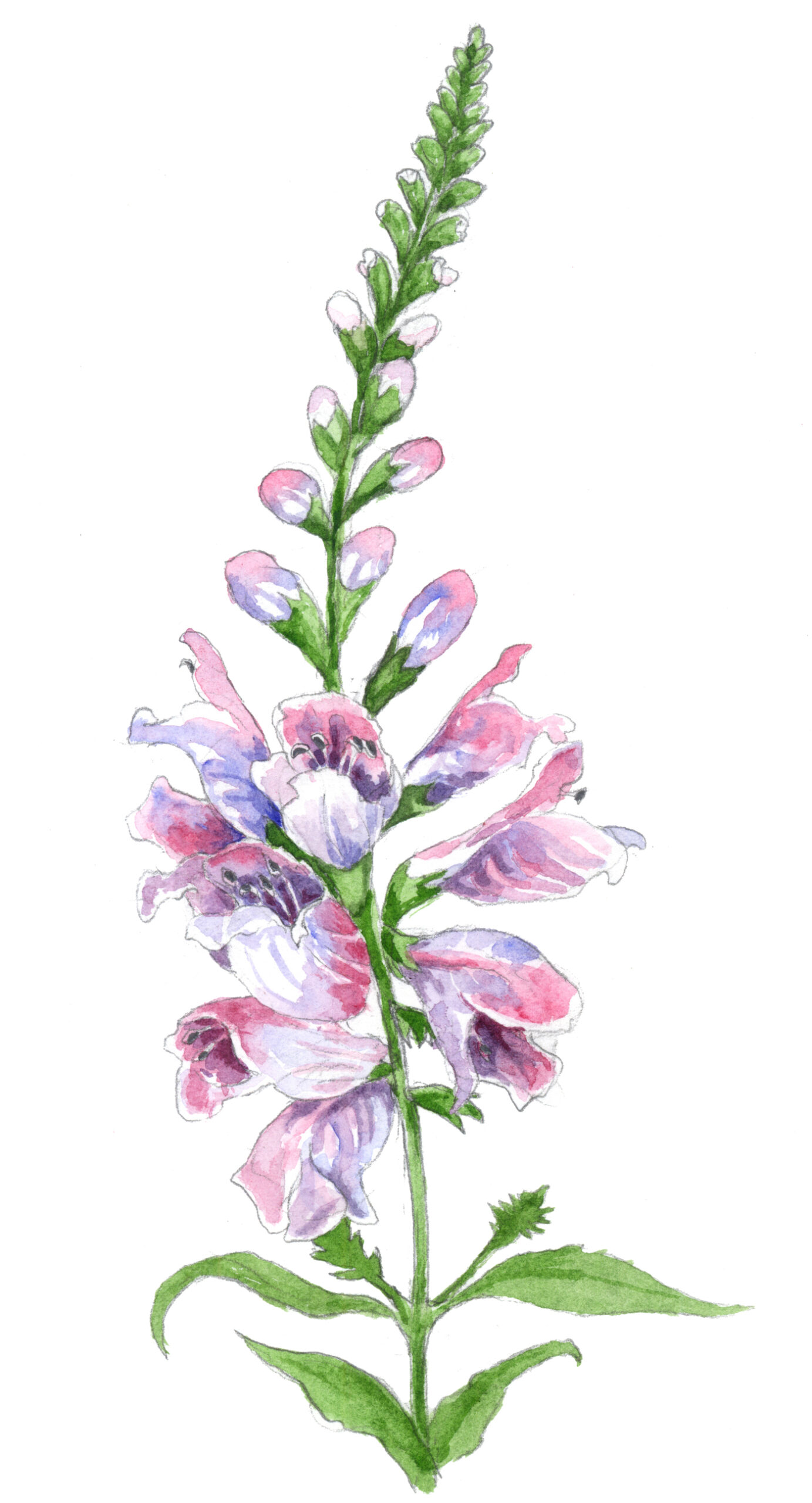 Obedient Plant