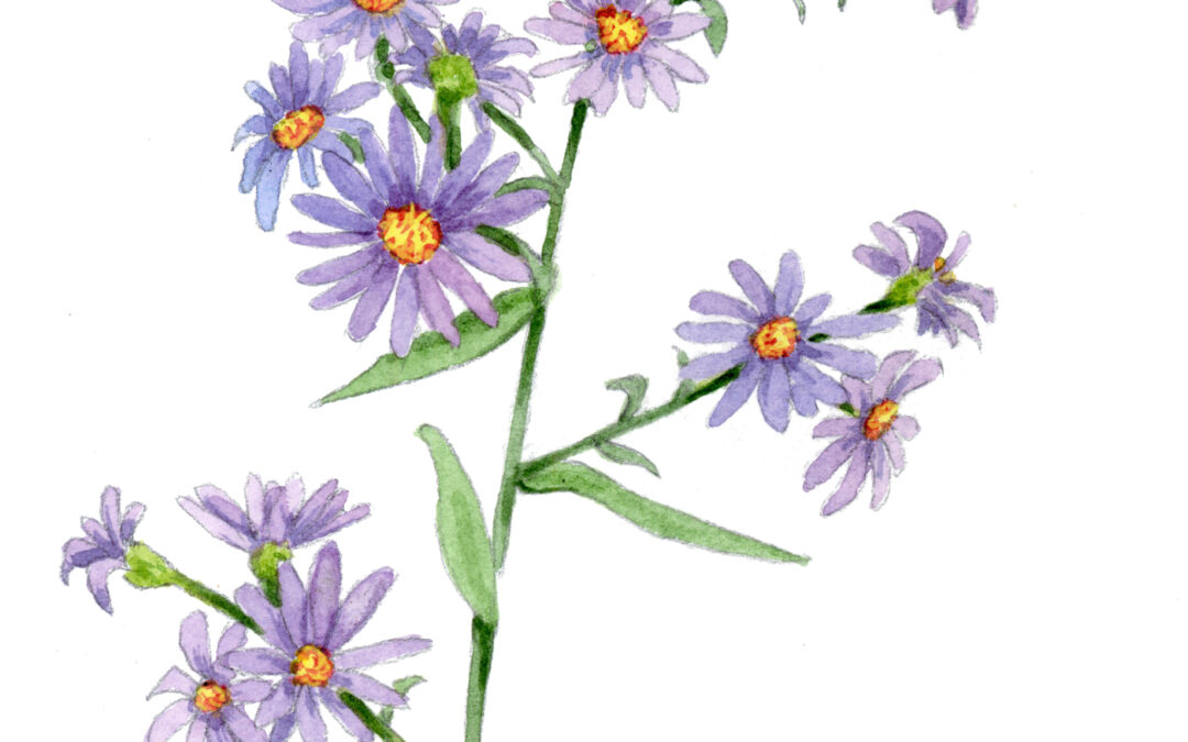 Smooth Blue Aster