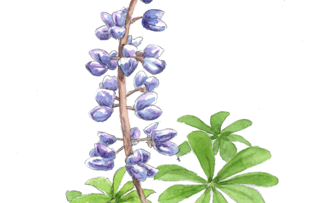Sundial Lupine