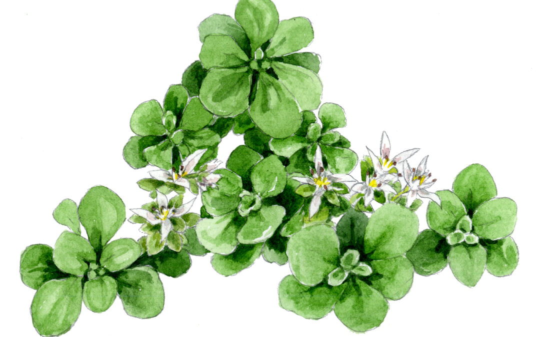 Woodland Stonecrop