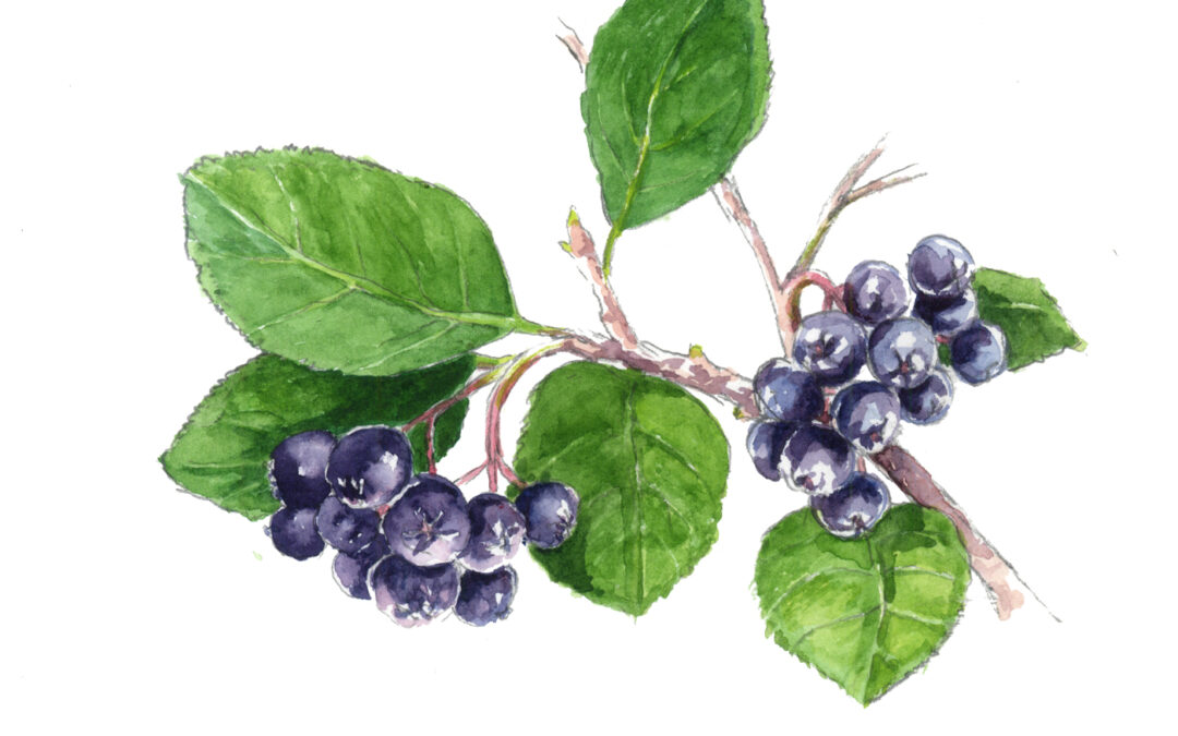 Black Chokeberry